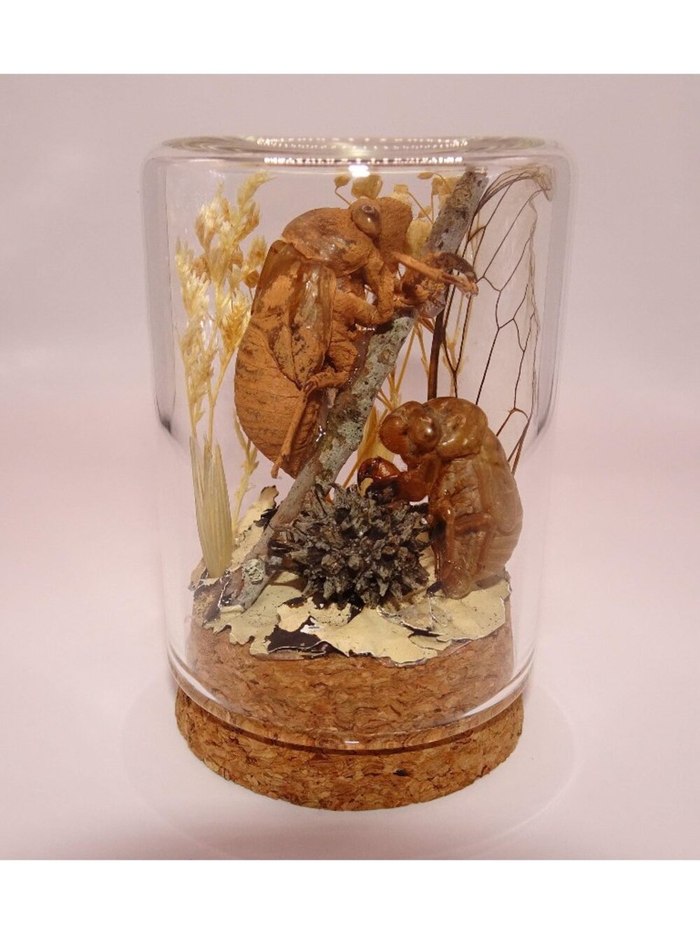 Cicada Skins Wing Sweetgum lycan Oddity Jar goth insect diorama cloche